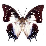 POLYURA PYRRHUS PYRRHIC